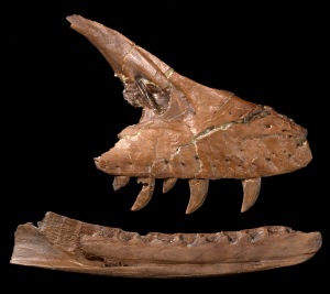 Holotype maxilla and associated dentary of Acheroraptor temertyorum. Copyright Royal Ontario Museum.